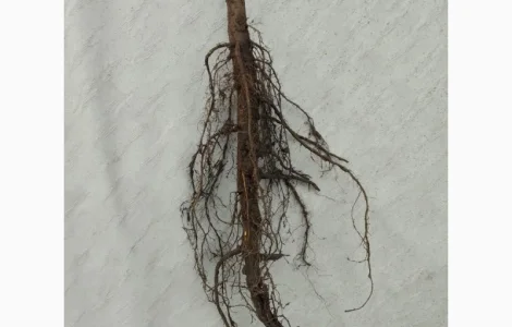 Саджанці горіха пекан сорту Кадо(вкс висота 120-140 см.)