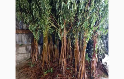 Саджанці плодових дерев / Саженцы