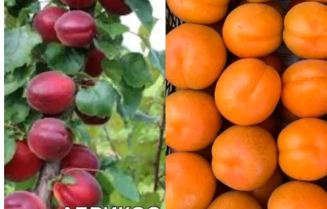 Саджанці Абрикоса та Персика найкращі сорти