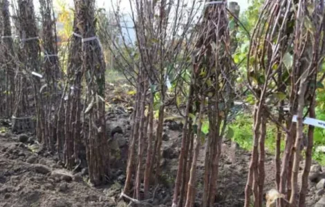 Саджанці плодових дерев