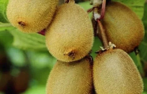 Саджанці ківі Едвард - 2-річний