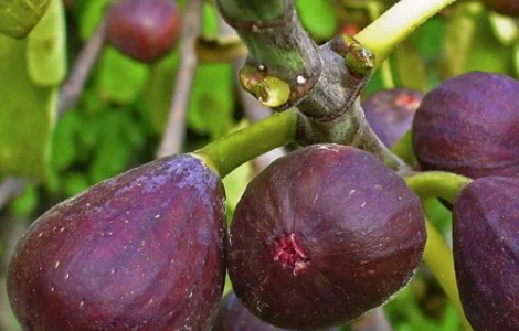 Саджанці інжиру Київський Великоплідний