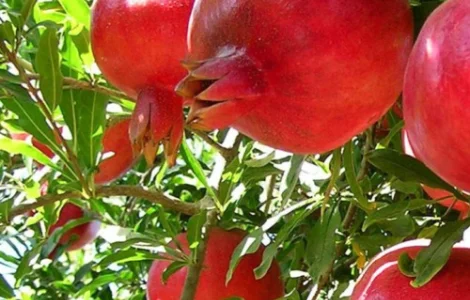 Саджанці гранату Ак-дона