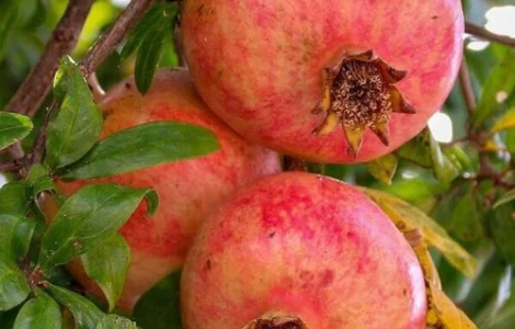 Саджанці гранату Кримський Рожевий