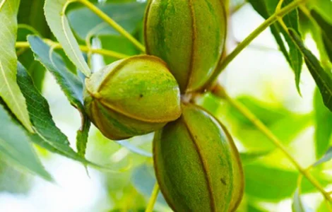 Саджанці пекана Boston (Бостон) - 4-річний