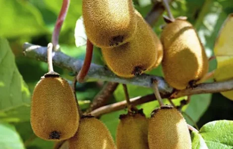 Саджанці ківі Генріх - 2-річний