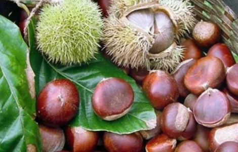 Саджанці каштана Бурю де Ліляк (їстівний)