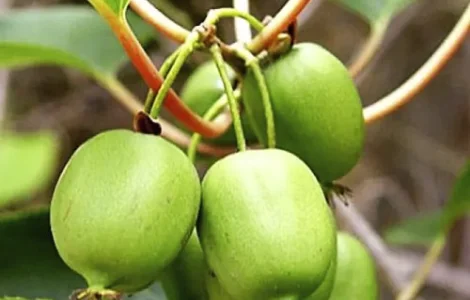 Саджанці міні-ківі Актинідія (пара)