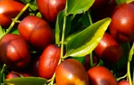 Саджанці зізіфуса Цукерковий