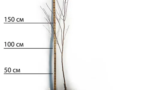 Саджанці плуота Флавор Супреме - 2-річний