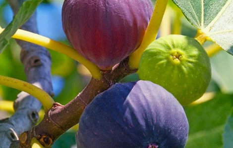 Саджанці інжиру Магарачський