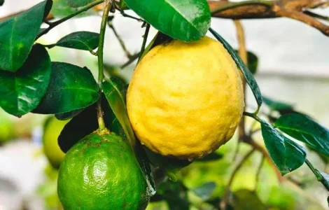 Саджанці лимона Київський Великоплідний