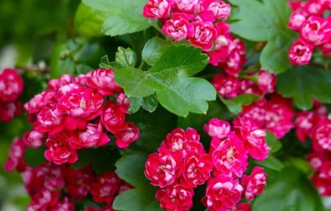 Саджанці глоду Пол Скарлет