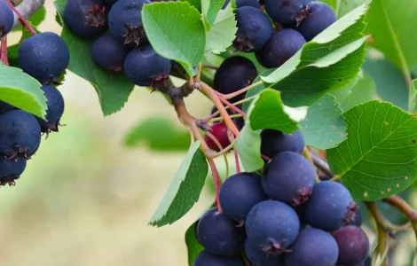 Саджанці ірги Слейт - 2-річний