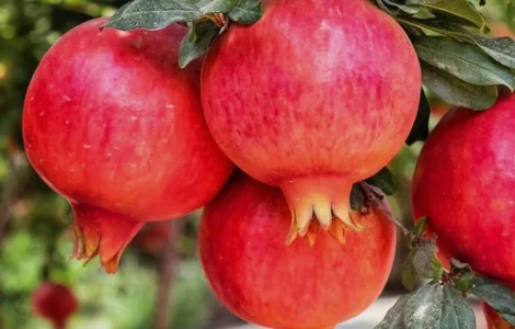 Саджанці гранату Азіатський