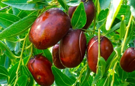 Саджанці зізіфуса Та-Ян-Цзао