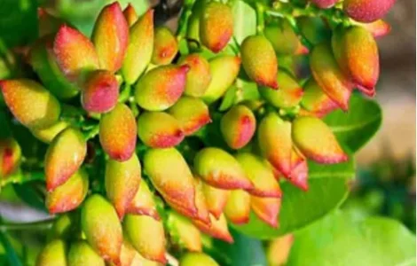 Саджанці фісташки Амелія