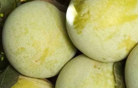 Саджанці плуота Королева Смаку - 2-річний