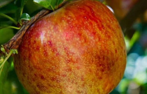 Саджанці плуота Дапл Денді - 1-річний