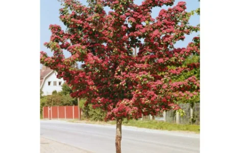 Саджанці декоративного глоду на штамбі Пол Скарлет