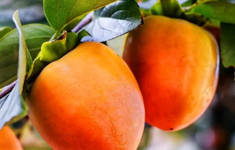 Саджанці хурми Биче Серце - 2-річний