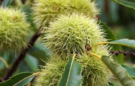 Саджанці каштана Неаполітанський (їстівний)