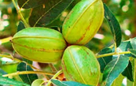 Саджанці пекана Apache (Апаче) - 4-річний