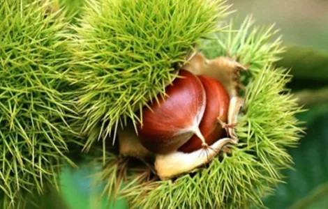 Саджанці каштана Марон (їстівний)