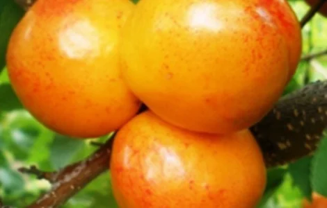 Саджанці плуота Флавор Квін - 2-річний