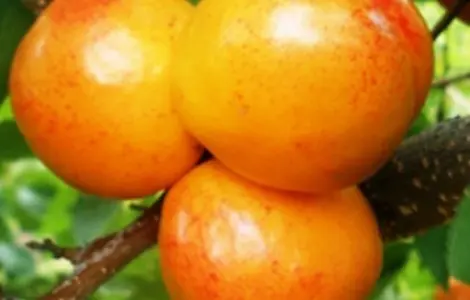 Саженцы плуота Флавор Квін - 2-летний