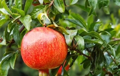 Саджанці гранату Грінго