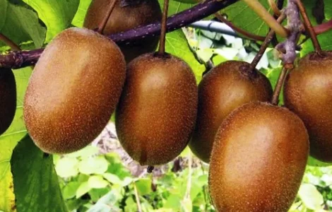 Саджанці ківі Хейворд - 2-річний