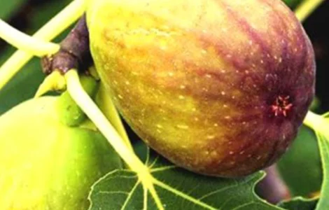 Саджанці інжиру Королівський