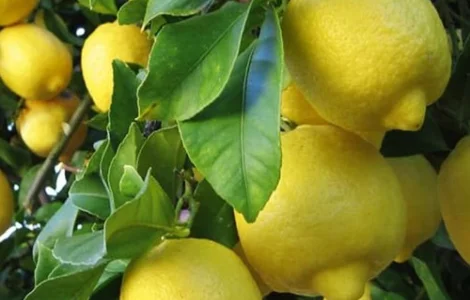 Саджанці лимона Улюбленець