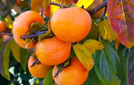 Саджанці хурми Шарон - 2-річний