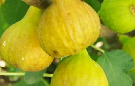 Саджанці інжиру Медовий