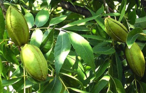 Саджанці пекана Cape Fear (Кейп Фір) - 4-річний