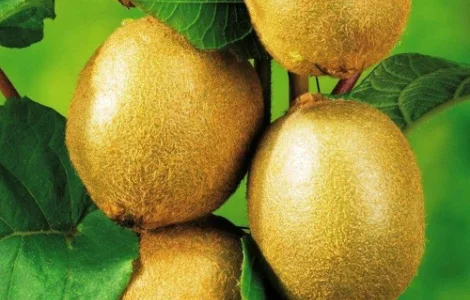 Саджанці ківі Соло - 2-річний