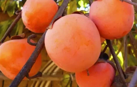 Саджанці хурми Гора Роман Кош - 2-річний