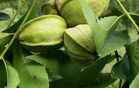 Саджанці пекана Caddo (Кадо) - 4-річний