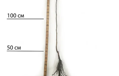 Саджанці пекана Caddo (Кадо) - 3-річний