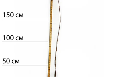 Саджанці плуота Флавор Квін - 1-річний