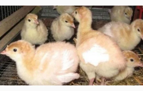 Индюшата бройлерные биг 6 23.03