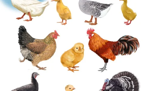 Продам індечат важкий КРОС БІГ-6