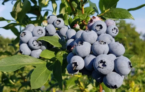 Пропонуємо садженці ГОЛУБІКИ (лохина)
