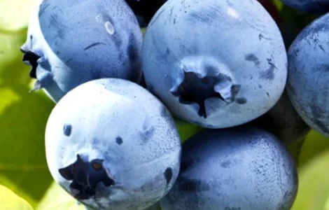 Саженцы голубики сорта Елизабета - 4 года