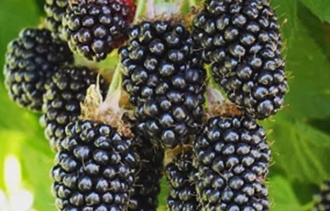 Саджанці ожини Адріана - 2 роки