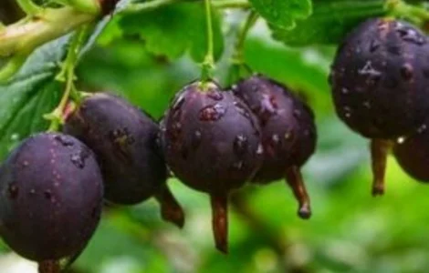 Саджанці йошти