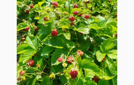 Суниця альпійська