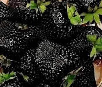 Полуниця ампельна (каскадна)чорноплодна сорту Мавр